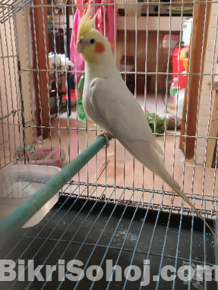 Male Cocatail Lutino